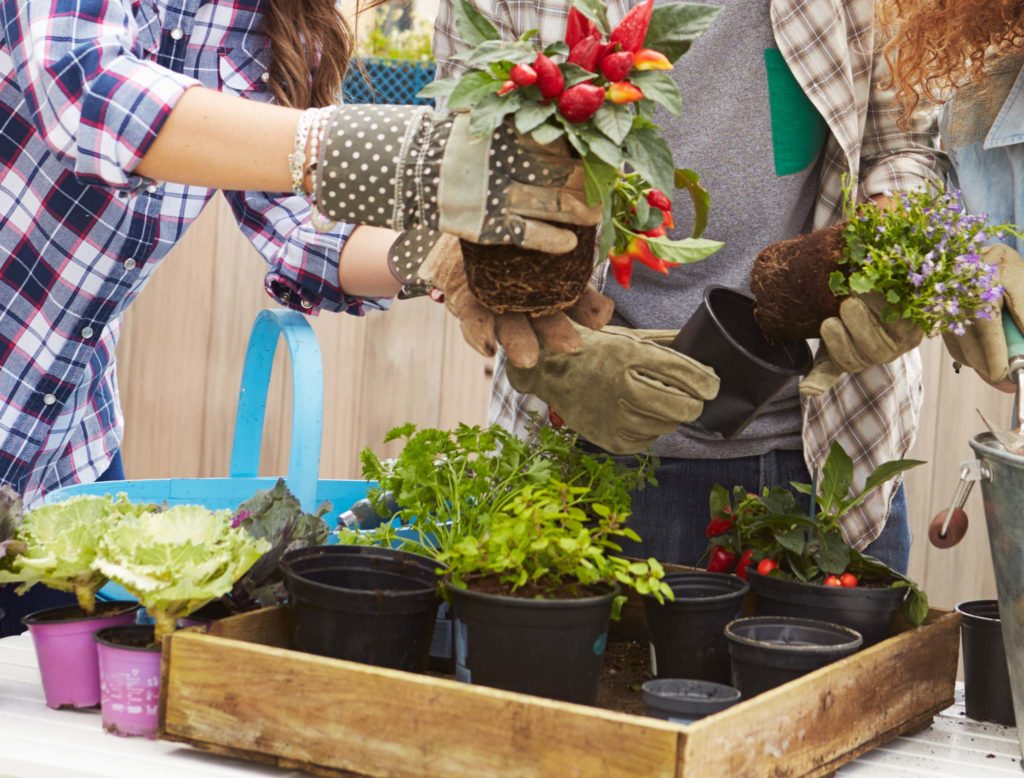 What Consumers Can Do with Black Plastic Pots HC Companies