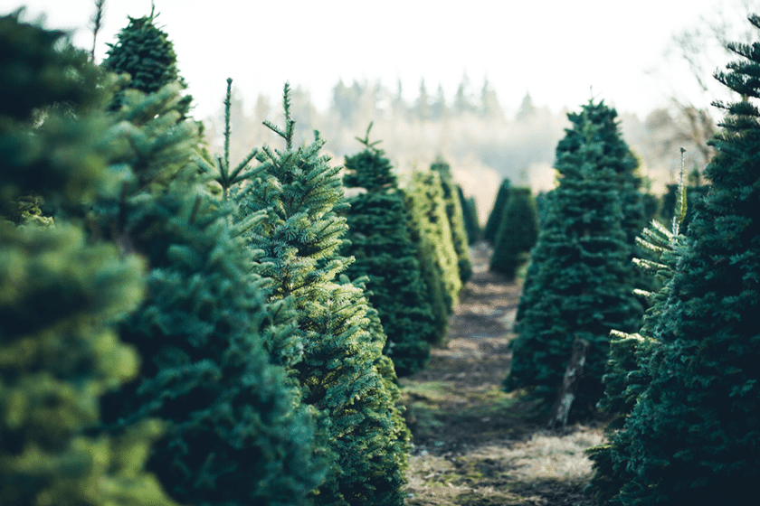 Christmas tree farmers