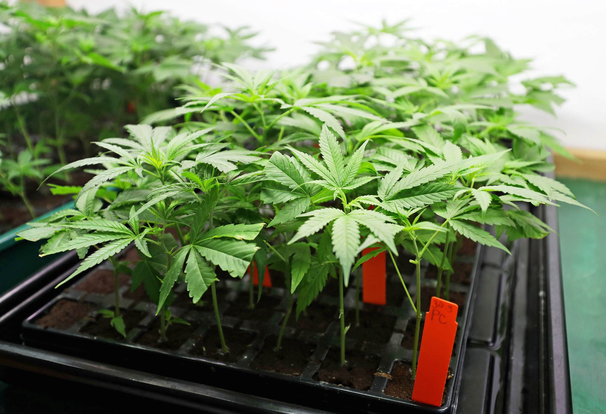 Cannabis Grow Trays