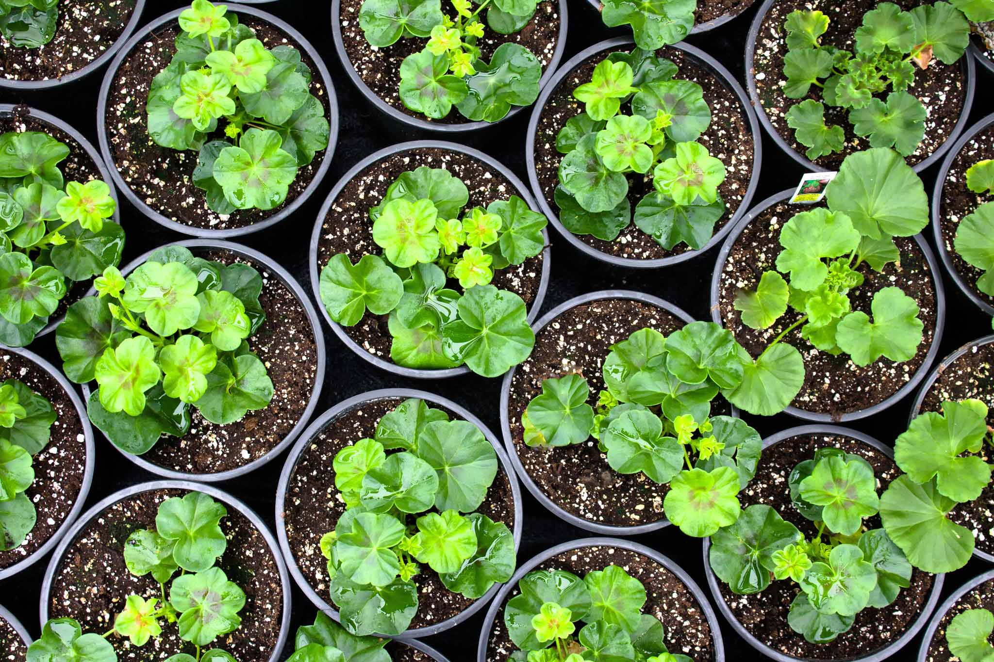 Maximizing Your Profits with Wholesale Plant Pots