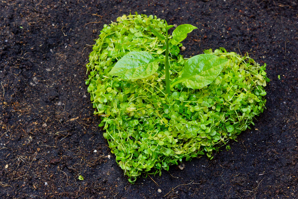 EarthDay