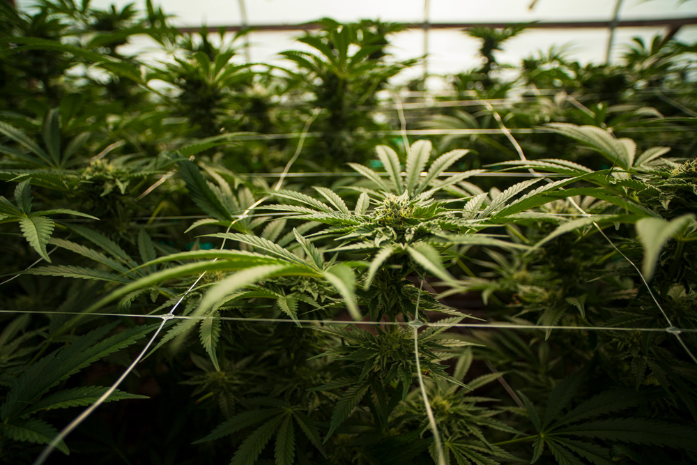 Horizontal cannabis grow