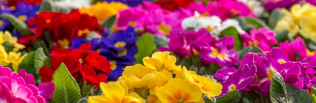 color theory and plant sales
